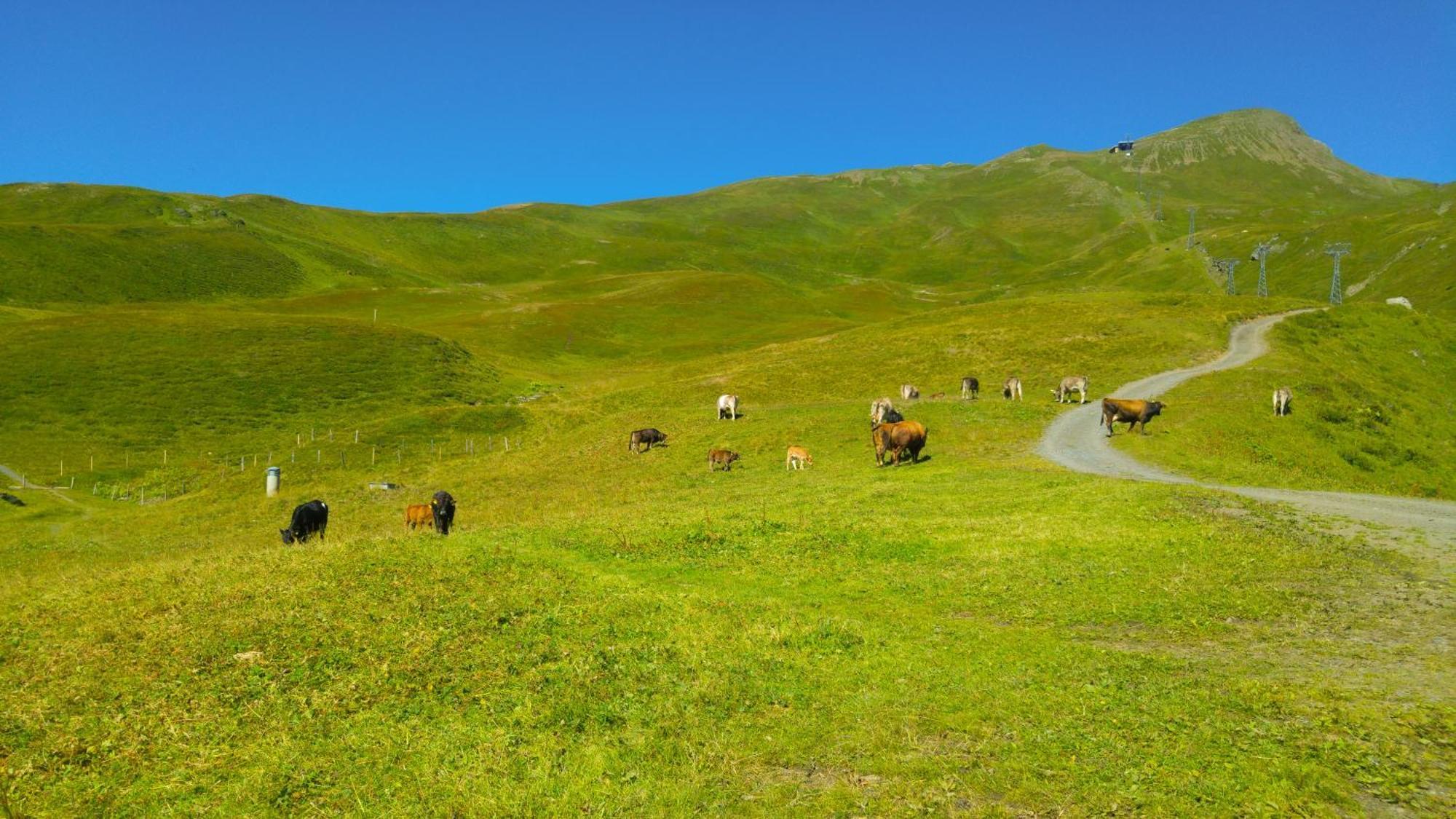 Lodge Bergrestaurant Kleine Scheidegg Eksteriør bilde
